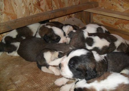 vand pui saint bernard