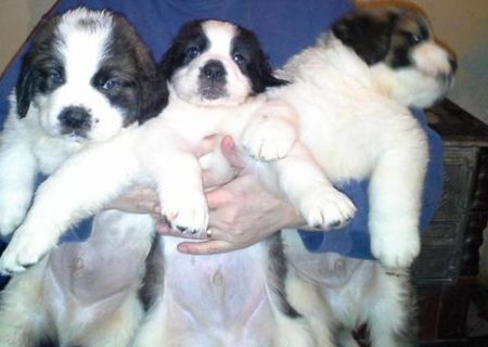 Vand pui Saint Bernard