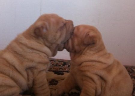 Vand pui shar pei