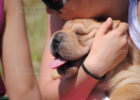 vand pui shar pei