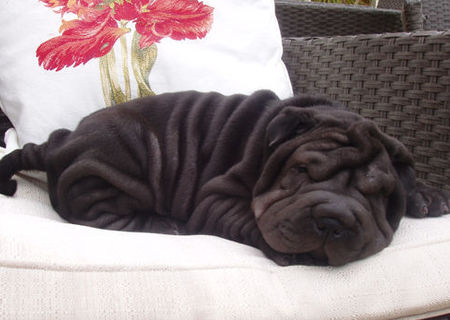 Vand Pui Shar-Pei Rasa Pura