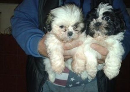 vand pui shih-tzu