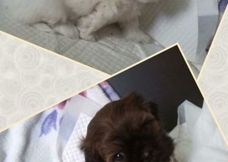 vand pui shih-tzu