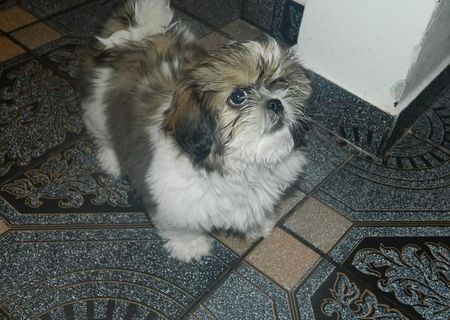 Vand pui Shih Tzu