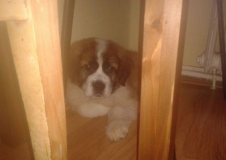 Vand Pui St.Bernard