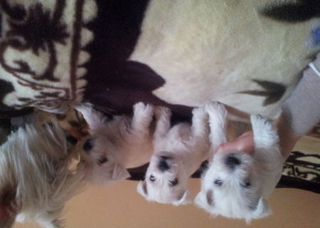 vand pui westie
