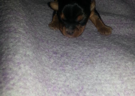 Vand pui yokshire terrier