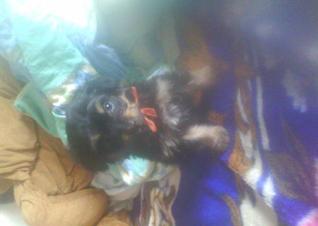 vand  pui  yorksheire  terrier