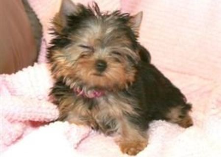 vand pui yorksher terrier toy