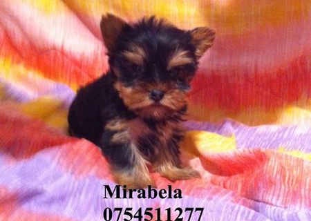 vand  pui yorkshire terrier mini toy ,mascul/femela