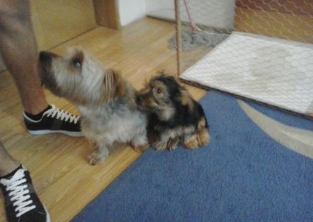 Vand pui Yorkshire Terrier talie medie(nu este toy) Vand pui Yorkshire Terrier talie medie(nu este toy)