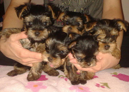 Vand pui Yorkshire Terrier Toy