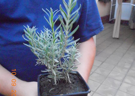 Vand Puieti/Butasi de lavanda- lavandula officinalis