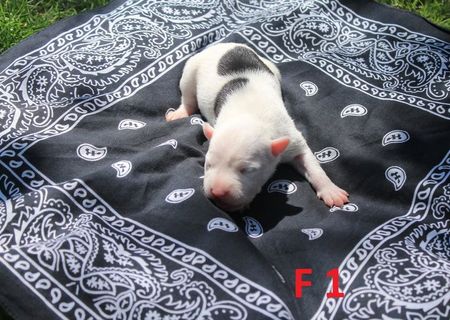 VAND puii AMSTAFF!!