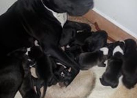 Vand puii amstaff