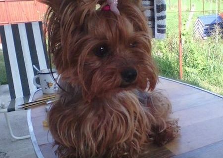 VAND PUIUT YORKY