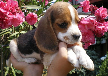 Vand puiuti beagle