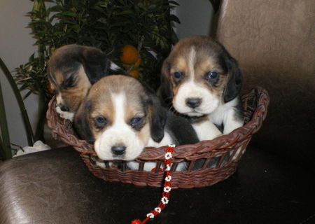 Vand Puiuti Beagle