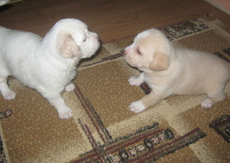 Vand puiuti bichon cu teckel(talie mica)
