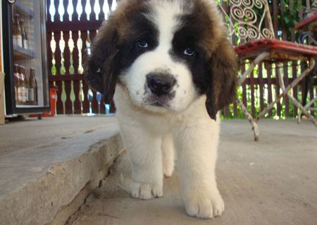 Vand Puiuti de Saint Bernard