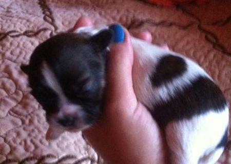 vand puiuti de Shih-tzu vand puiuti de Shih-tzu
