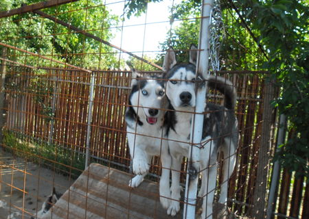 Vand puiuti husky Deosebiti