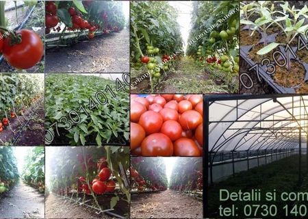 Vand rasaduri de legume ( rosii,ardei,vinete,castraveti) pentru sere/solarii si gradina 2016