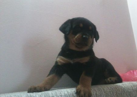 vand rottwailer