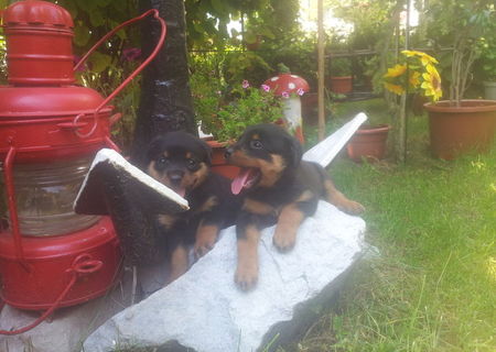 vand rottweiler!!!