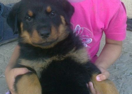 Vand rottweiler