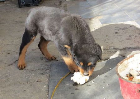 Vand rottweiler, 2 luni