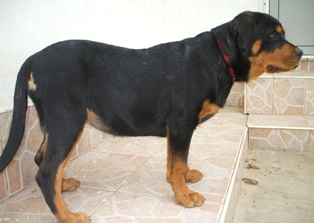 Vand Rottweiler- 4 luni