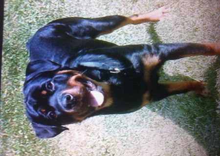 vand rottweiler