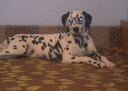 Vand sau Schimb Dalmatian catelusa 8 luni
