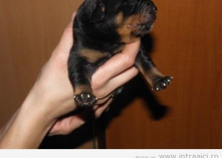 Vand / Schimb pui catelus Rottweiler, Rotwailer cu smartphone, diverse electronice