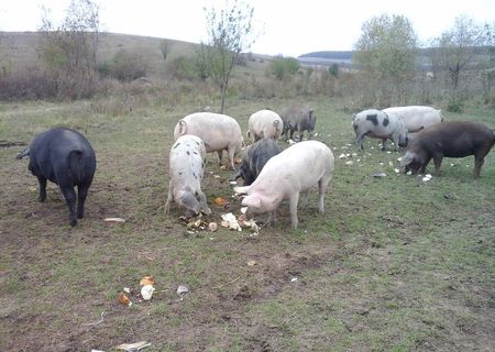 Vand scroafe gestante