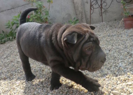 vand shar pei