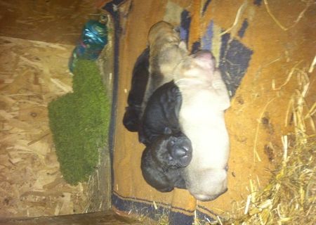 Vând shar pei. 4 băieți si o fetița Vând shar pei. 4 băieți si o fetița