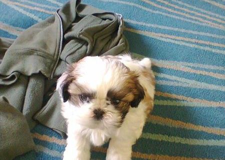 vand Shi-tzu