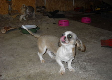 Vand Shi Tzu