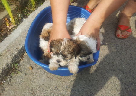 Vand shih-tzu