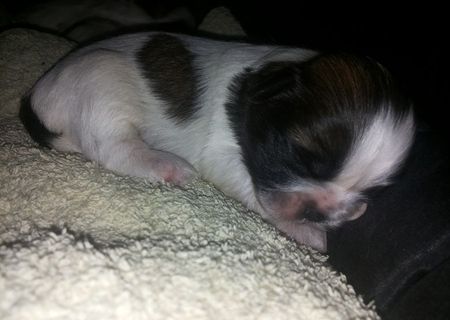 Vand shih-tzu