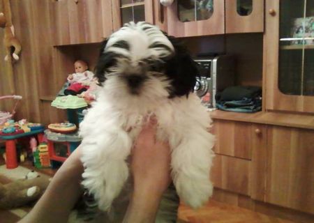 Vand shih-tzu mascul