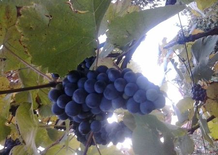 vand struguri de vin