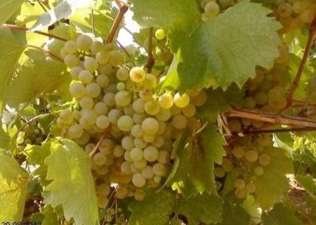 Vand struguri feteasca regala