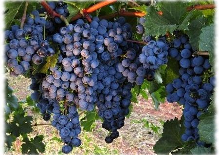 Vand struguri: Merlot