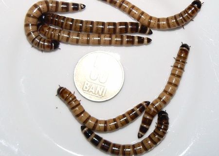 vand superworms mari , 0,2 lei bucata