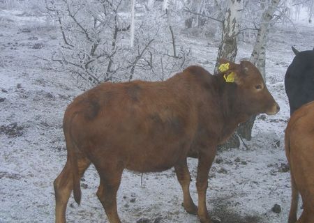 vand taur de Zebu