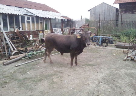 vand tauras