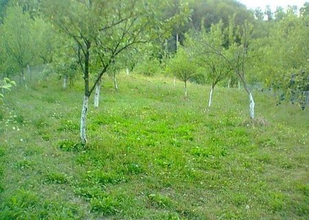 vand teren 2200mp, altitudine 600m vand teren 2200mp, altitudine 600m